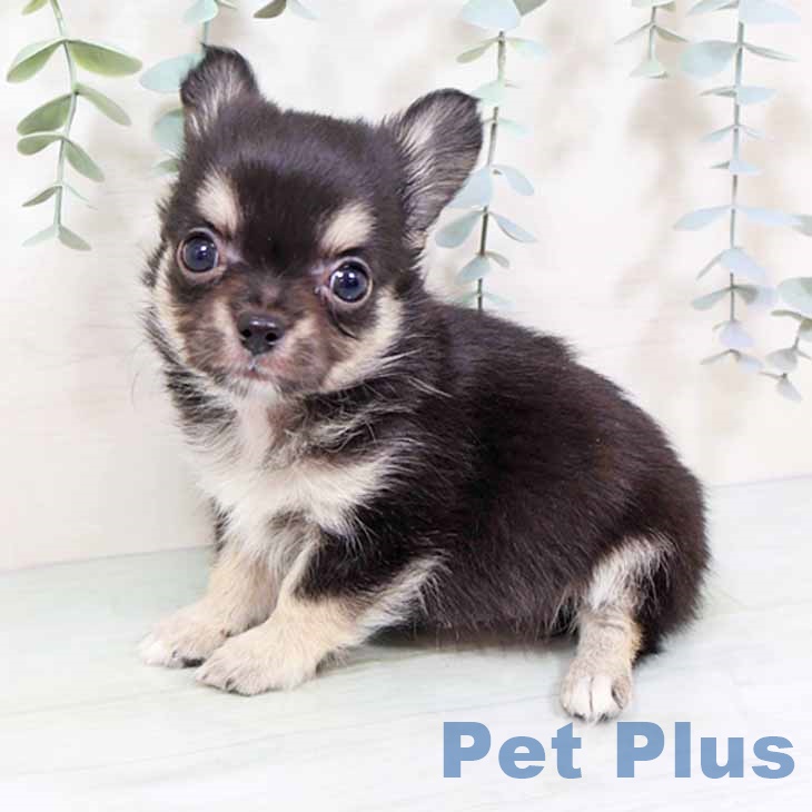 兵庫県のチワワ(ロング) (ペットプラス 神戸三宮店/2025年9月3日生まれ/男の子/ブラックタンホワイト)の子犬の1枚目の画像