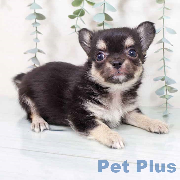 兵庫県のチワワ(ロング) (ペットプラス 神戸三宮店/2025年9月3日生まれ/男の子/ブラックタンホワイト)の子犬の2枚目の画像