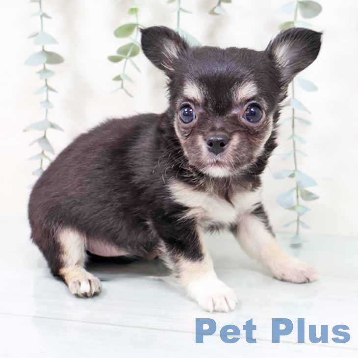 大阪府のチワワ(ロング) (ペットプラス ららぽーと和泉店/2025年9月3日生まれ/女の子/ブラックタンホワイト)の子犬の1枚目の画像