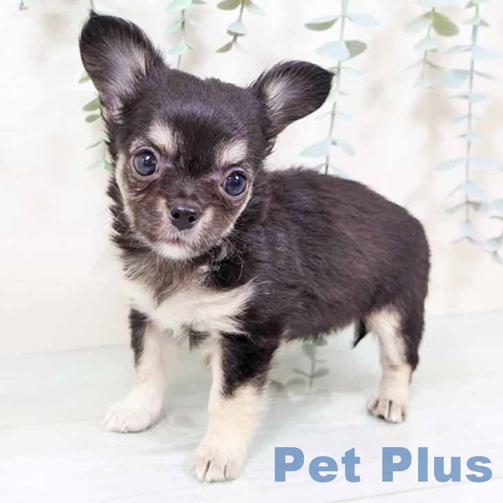 大阪府のチワワ(ロング) (ペットプラス ららぽーと和泉店/2025年9月3日生まれ/女の子/ブラックタンホワイト)の子犬の2枚目の画像
