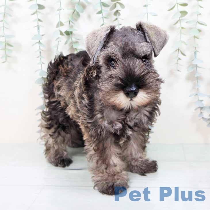 ミニチュア・シュナウザー