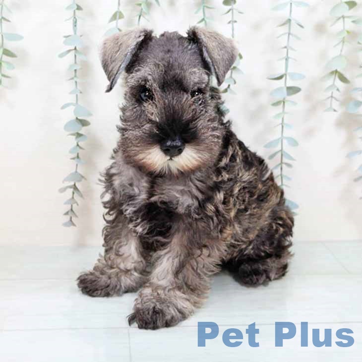 ミニチュア・シュナウザーの写真2