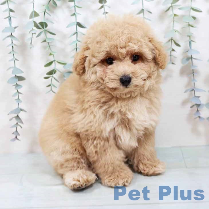 大阪府のトイプードル(トイ) (ペットプラス りんくう泉南店/2025年8月29日生まれ/男の子/アプリコット)の子犬の1枚目の画像