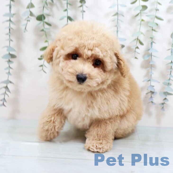 大阪府のトイプードル(トイ) (ペットプラス りんくう泉南店/2025年8月29日生まれ/男の子/アプリコット)の子犬の2枚目の画像