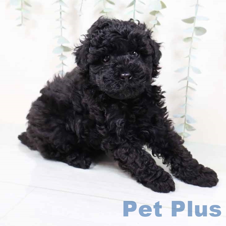 トイ・プードル