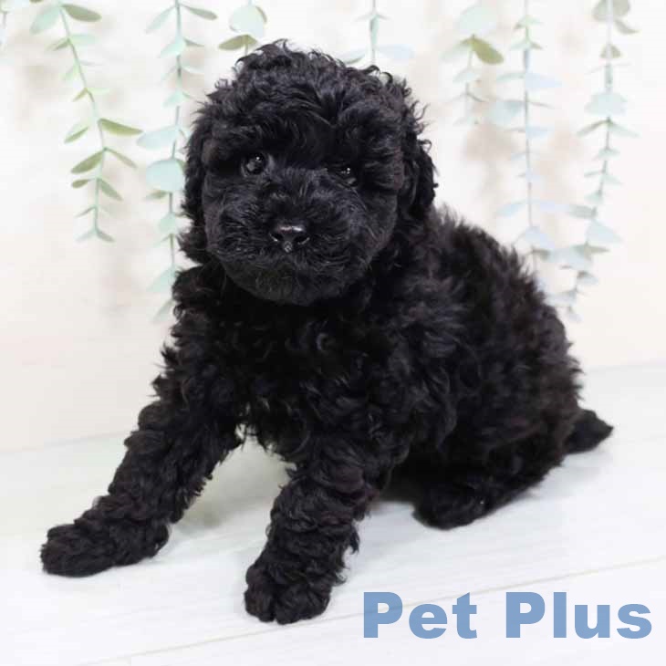 トイ・プードル