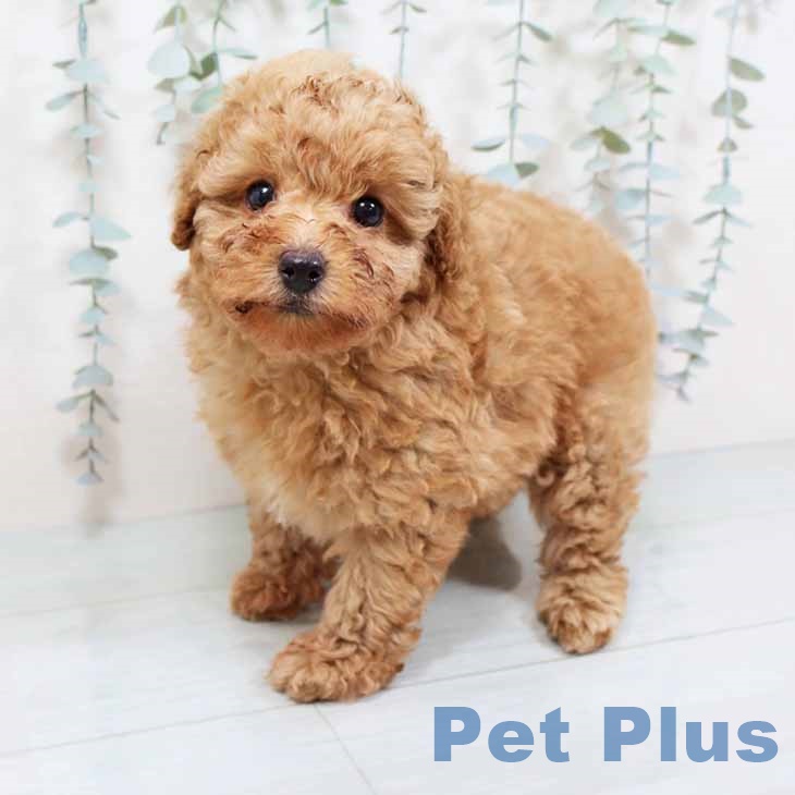 新潟県のトイプードル(トイ) (ペットプラス 新潟南店/2025年9月4日生まれ/女の子/アプリコット)の子犬