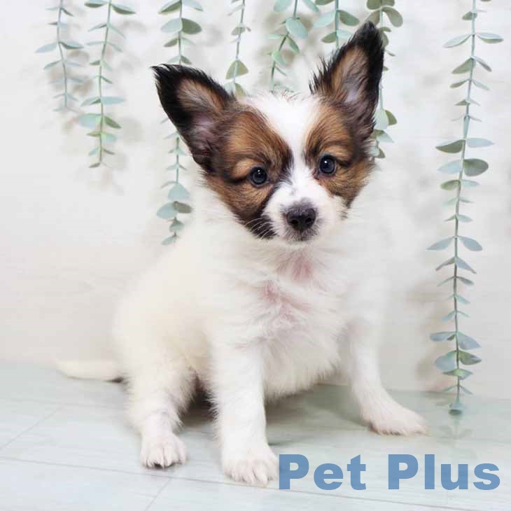 大阪府のパピヨン (ペットプラス イオン大日店/2025年9月4日生まれ/男の子/ホワイトレッド)の子犬の1枚目の画像