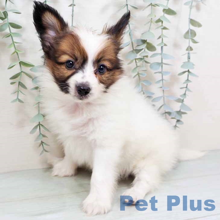 大阪府のパピヨン (ペットプラス イオン大日店/2025年9月4日生まれ/男の子/ホワイトレッド)の子犬の2枚目の画像