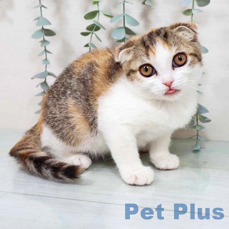新潟県のスコティッシュフォールド (ペットプラス 新潟南店/2025年8月27日生まれ/女の子/ブラウンパッチドタビーホワイト)の子猫