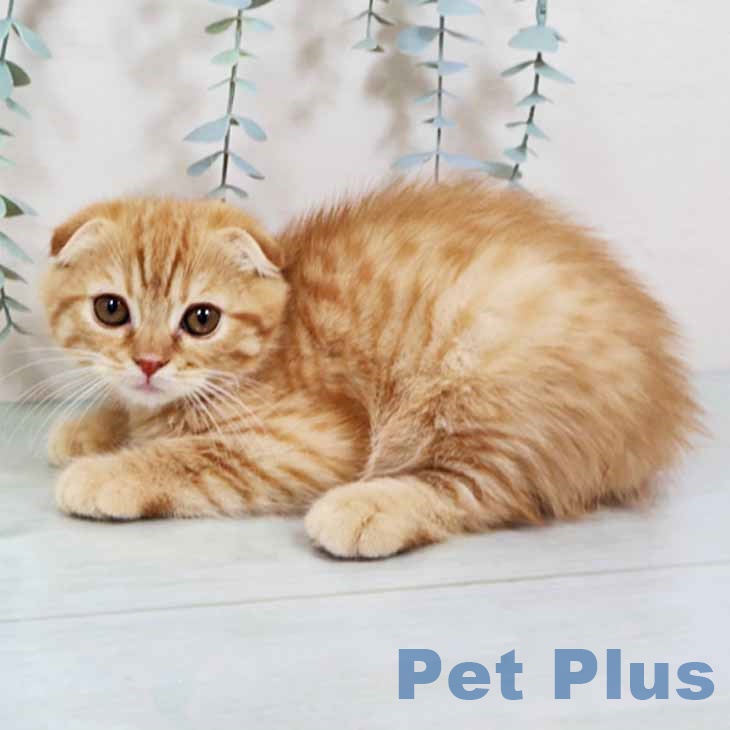 兵庫県のスコティッシュフォールド (ペットプラス 神戸三宮店/2025年8月26日生まれ/男の子/レッドタビー)の子猫の1枚目の画像