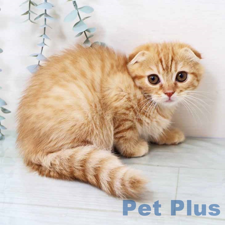 兵庫県のスコティッシュフォールド (ペットプラス 神戸三宮店/2025年8月26日生まれ/男の子/レッドタビー)の子猫の2枚目の画像