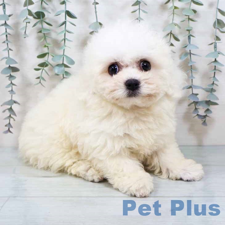 ビション・フリーゼ