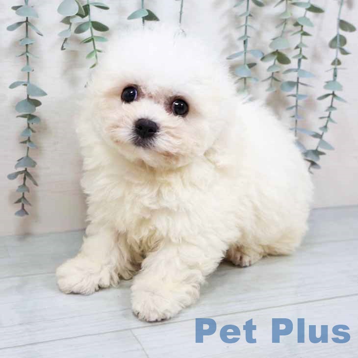 ビション・フリーゼの写真2