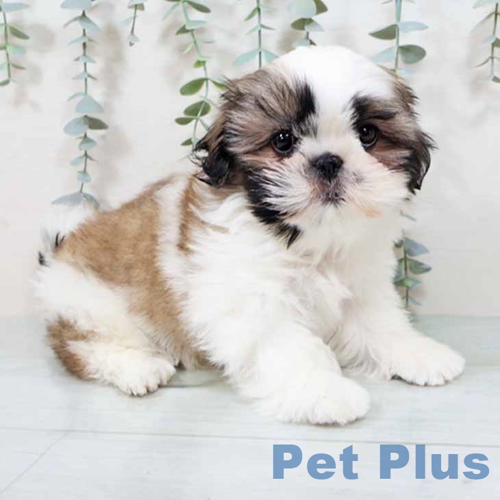 大阪府のシーズー (ペットプラス 大阪ドームシティ店/2025年9月6日生まれ/男の子/ゴールドホワイト)の子犬の1枚目の画像