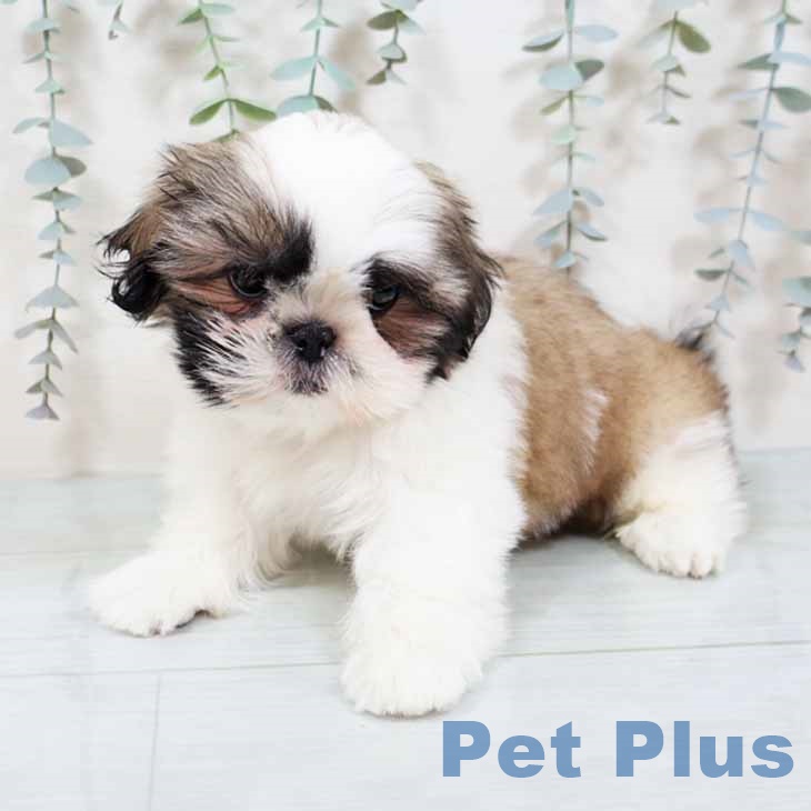 大阪府のシーズー (ペットプラス 大阪ドームシティ店/2025年9月6日生まれ/男の子/ゴールドホワイト)の子犬の2枚目の画像
