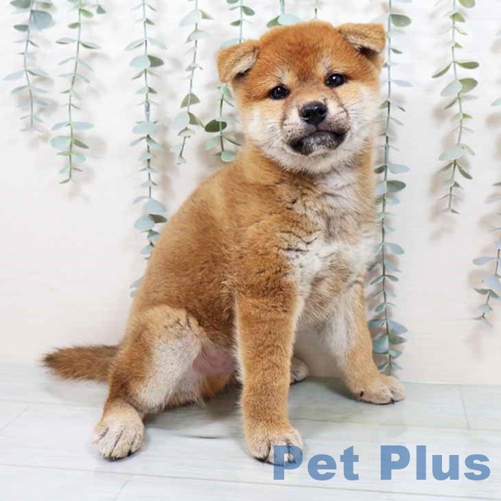 大阪府の柴犬(標準サイズ) (ペットプラス 鶴見店/2025年9月8日生まれ/男の子/赤)の子犬の1枚目の画像