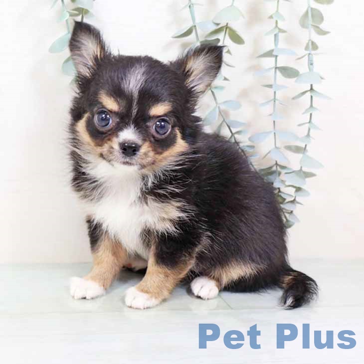 大阪府のチワワ(ロング) (ペットプラス りんくう泉南店/2025年9月4日生まれ/女の子/ブラックタンホワイト)の子犬の1枚目の画像