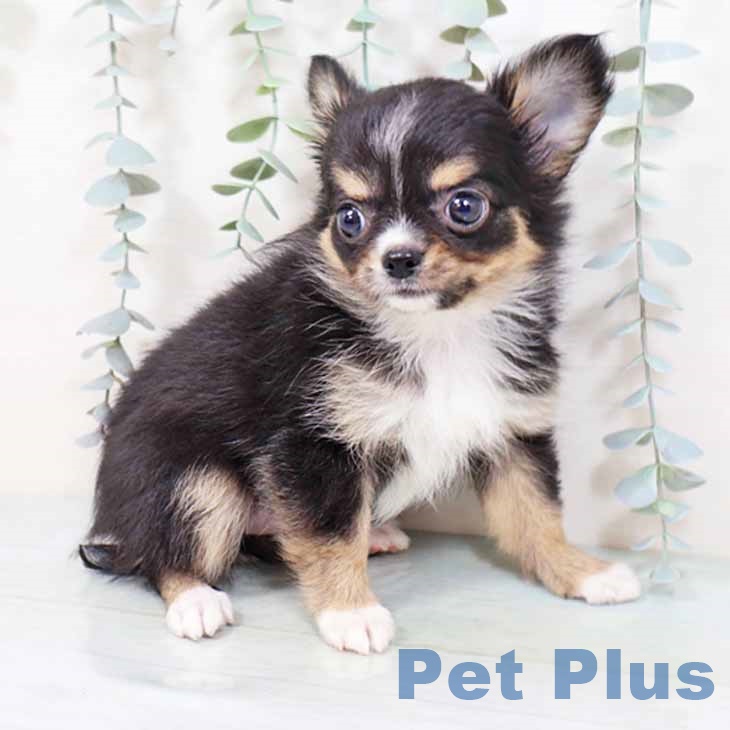 大阪府のチワワ(ロング) (ペットプラス りんくう泉南店/2025年9月4日生まれ/女の子/ブラックタンホワイト)の子犬の2枚目の画像