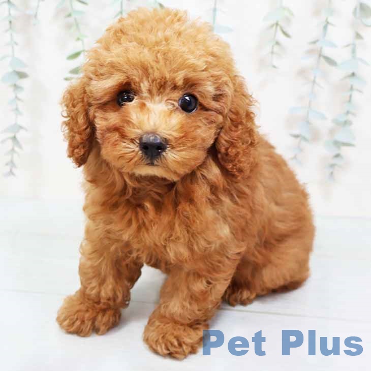 トイ・プードル