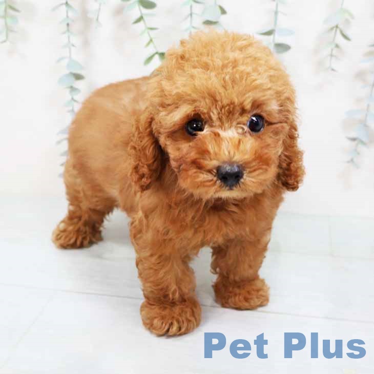 トイ・プードルの写真2