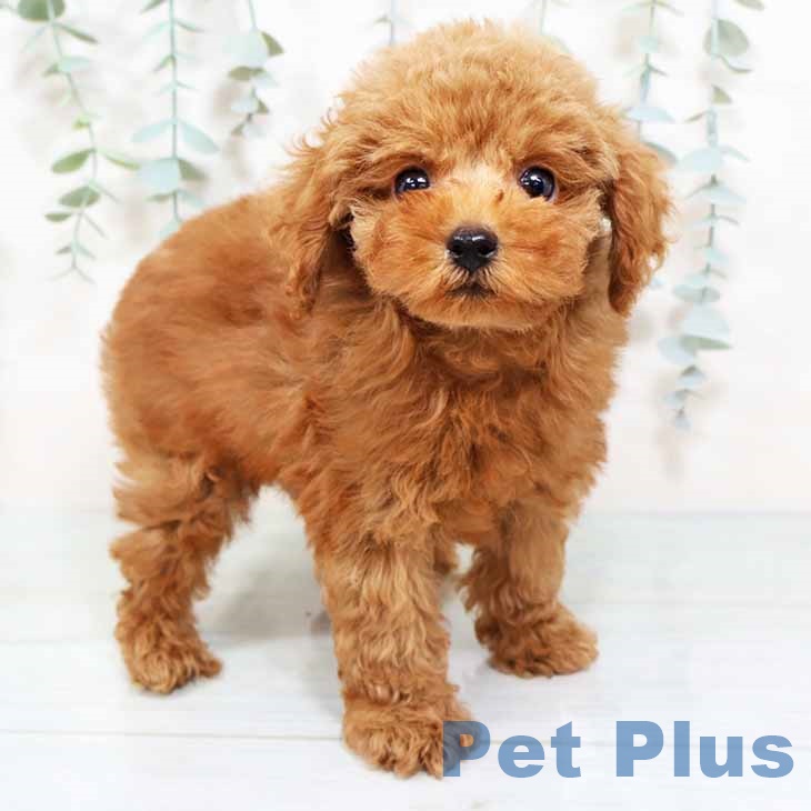 トイ・プードル