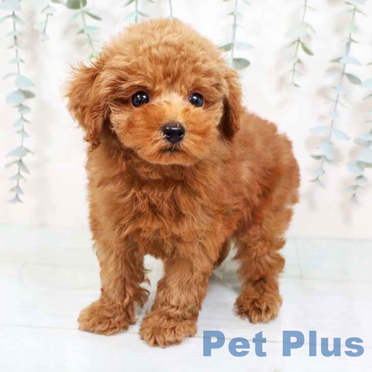 トイ・プードルの写真2