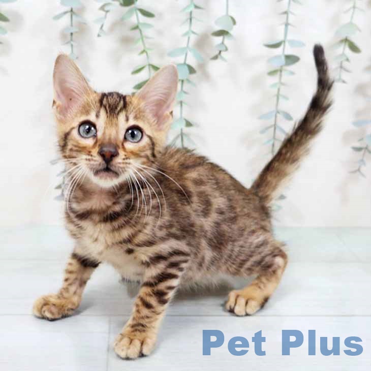 マンチカンの写真2