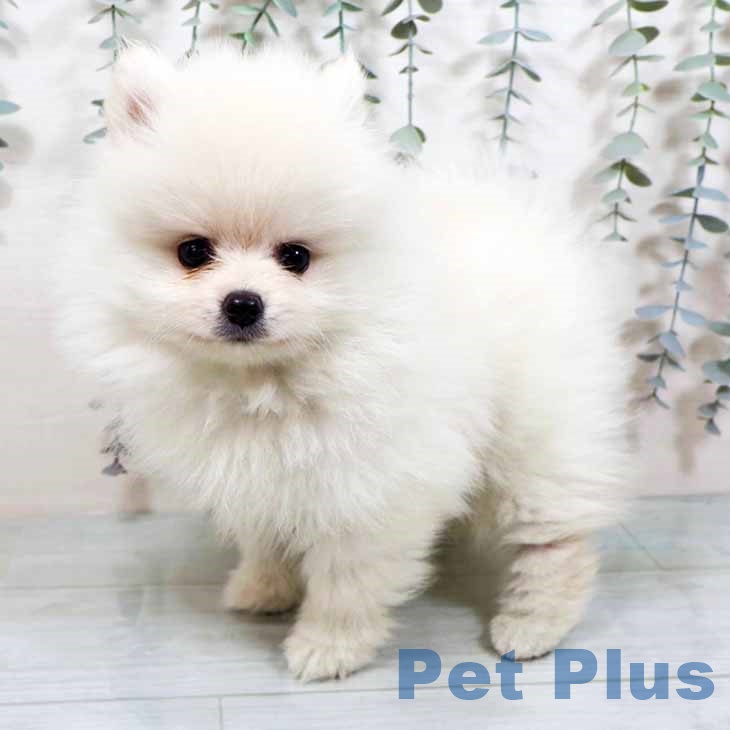 大阪府のポメラニアン (ペットプラス イオン大日店/2025年9月7日生まれ/女の子/クリーム)の子犬の2枚目の画像