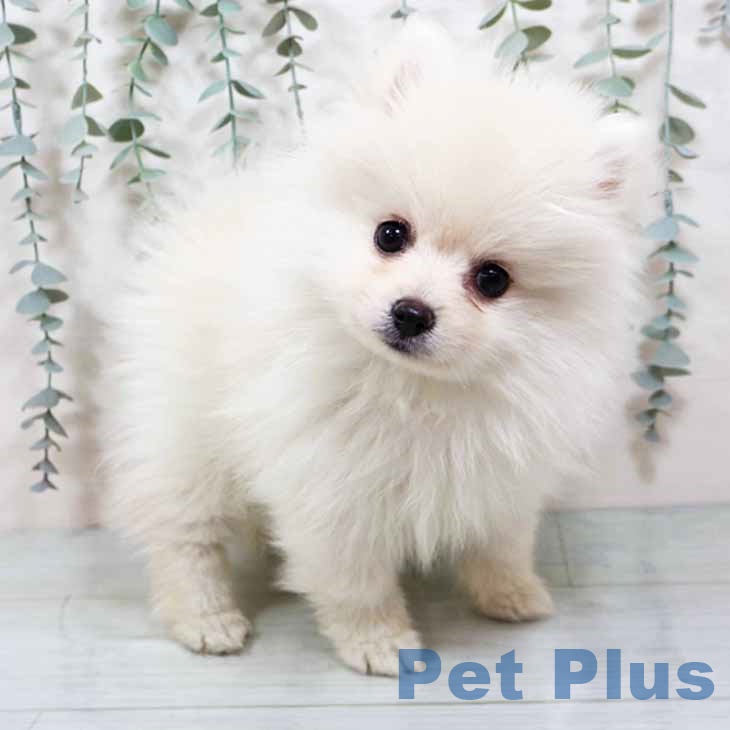 大阪府のポメラニアン (ペットプラス りんくう泉南店/2025年9月7日生まれ/男の子/クリーム)の子犬の1枚目の画像