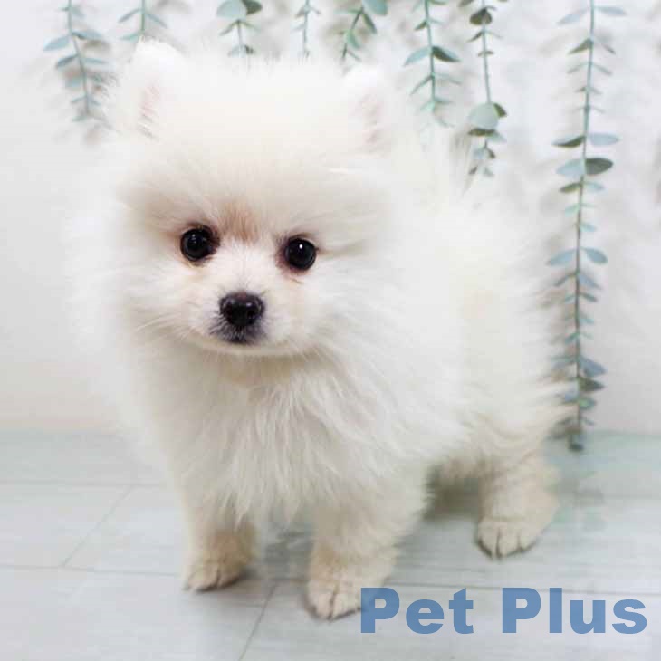 大阪府のポメラニアン (ペットプラス りんくう泉南店/2025年9月7日生まれ/男の子/クリーム)の子犬の2枚目の画像