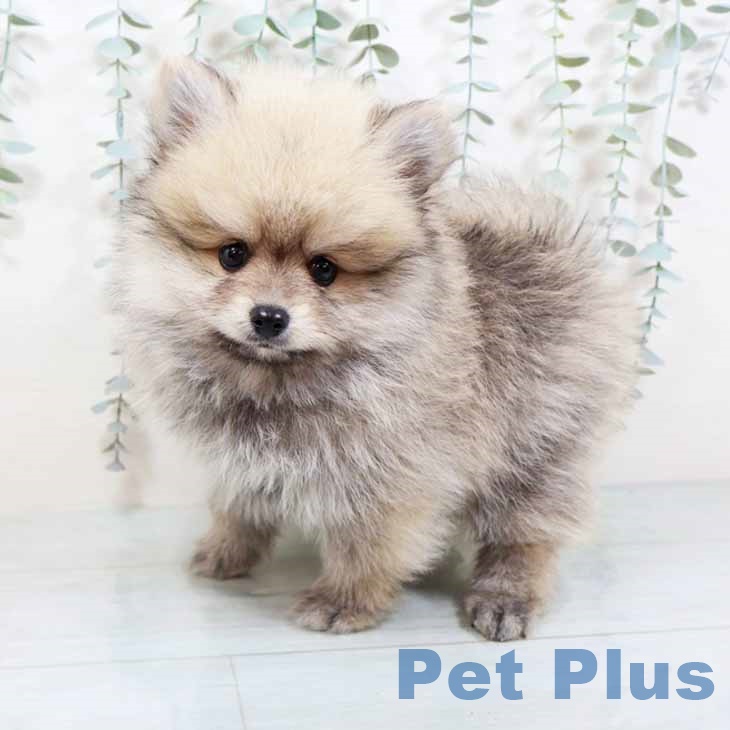ポメラニアンの写真2