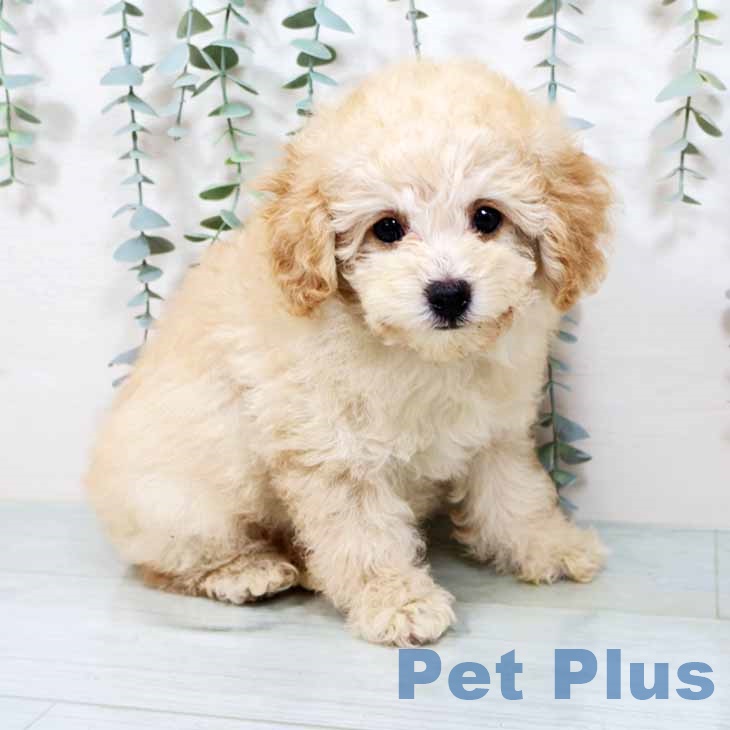 大阪府のトイプードル(トイ) (ペットプラス 四條畷店/2025年9月1日生まれ/女の子/ペールフォーン)の子犬の1枚目の画像