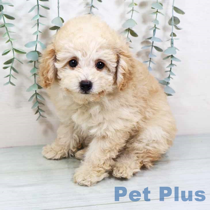 大阪府のトイプードル(トイ) (ペットプラス 四條畷店/2025年9月1日生まれ/女の子/ペールフォーン)の子犬の2枚目の画像