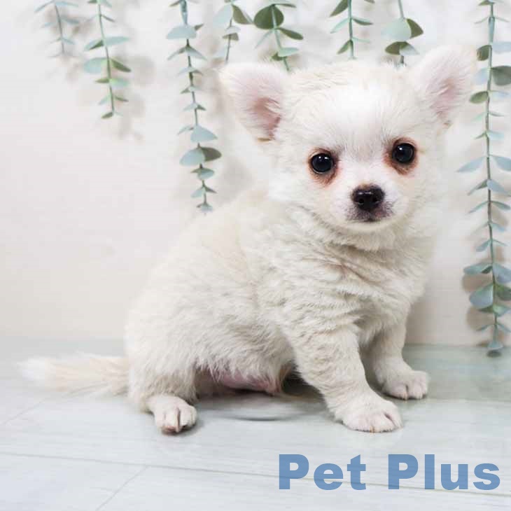大阪府のチワワ(ロング) (ペットプラス 四條畷店/2025年8月29日生まれ/男の子/クリームホワイト)の子犬の1枚目の画像