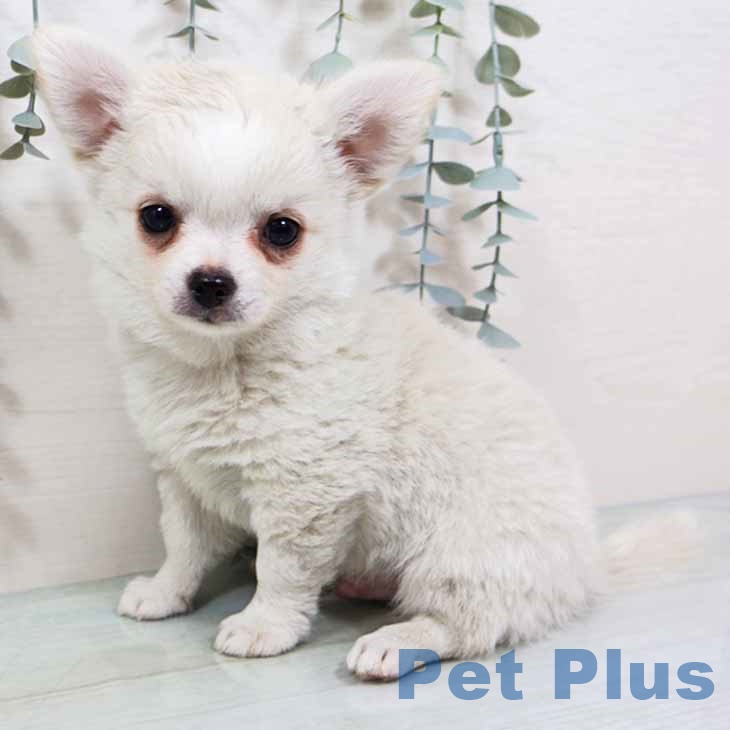 大阪府のチワワ(ロング) (ペットプラス 四條畷店/2025年8月29日生まれ/男の子/クリームホワイト)の子犬の2枚目の画像