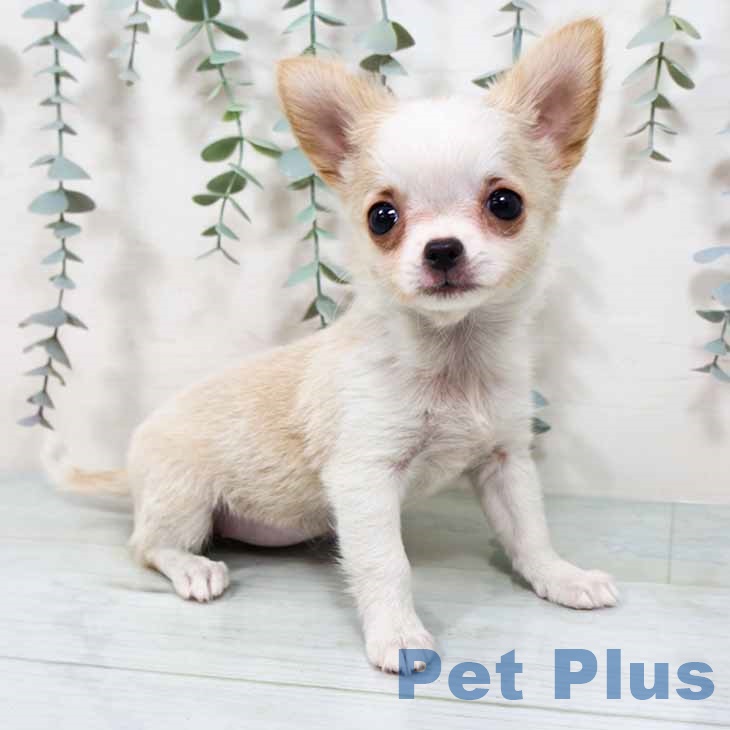 大阪府のチワワ(ロング) (ペットプラス イオン大日店/2025年8月29日生まれ/女の子/クリームホワイト)の子犬の1枚目の画像