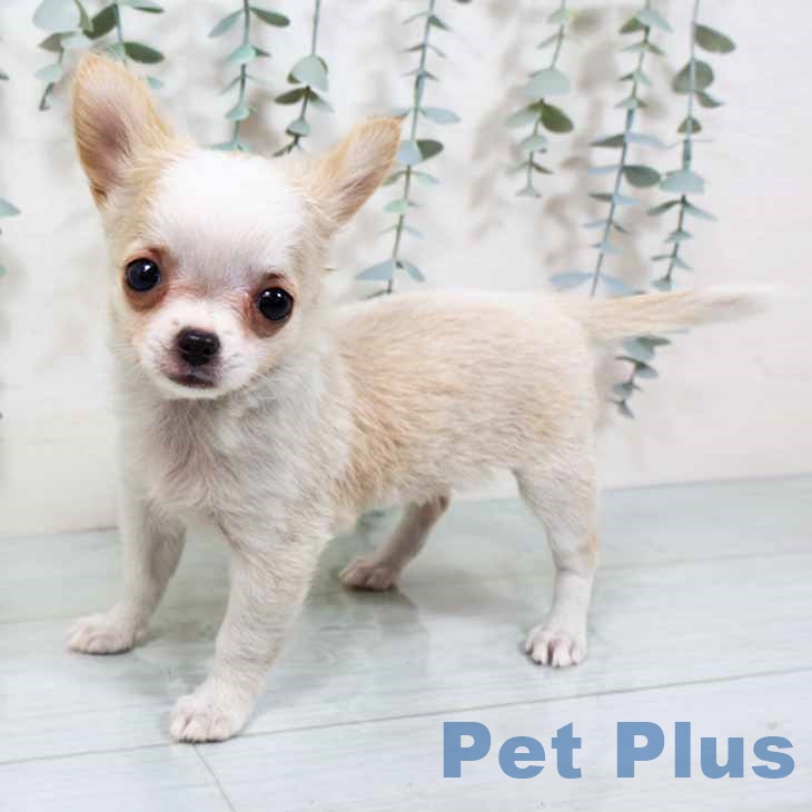 大阪府のチワワ(ロング) (ペットプラス イオン大日店/2025年8月29日生まれ/女の子/クリームホワイト)の子犬の2枚目の画像