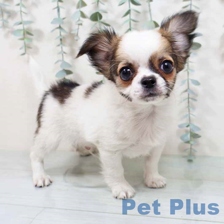 大阪府のチワワ(ロング) (ペットプラス 鶴見店/2025年8月29日生まれ/男の子/ホワイトレッド)の子犬の1枚目の画像