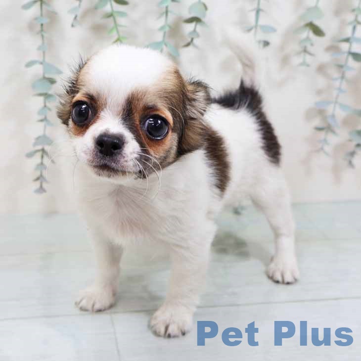 大阪府のチワワ(ロング) (ペットプラス 鶴見店/2025年8月29日生まれ/男の子/ホワイトレッド)の子犬の2枚目の画像