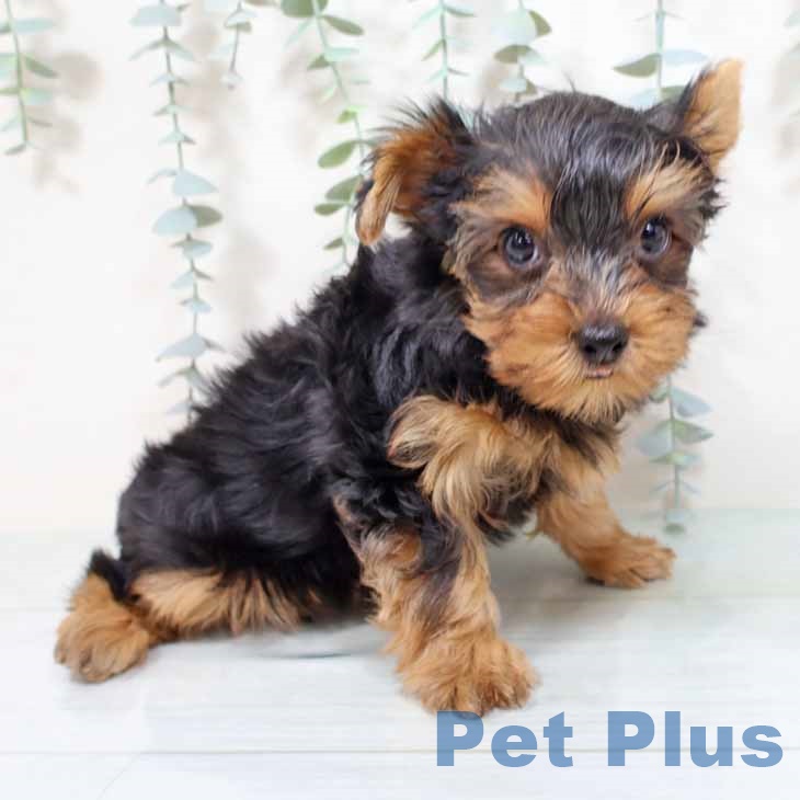 大阪府のヨークシャーテリア (ペットプラス 鶴見店/2025年9月1日生まれ/女の子/スチールブルータン)の子犬の1枚目の画像
