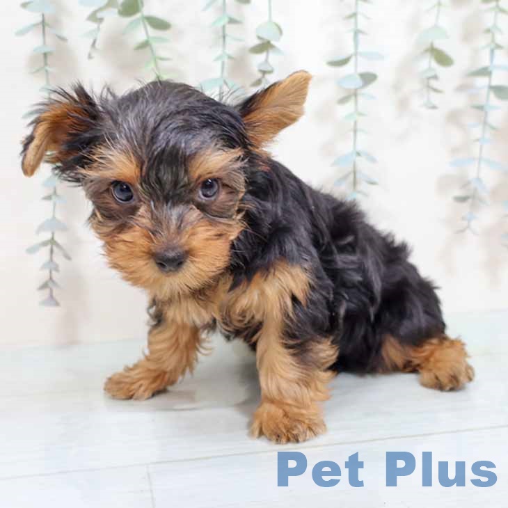 大阪府のヨークシャーテリア (ペットプラス 鶴見店/2025年9月1日生まれ/女の子/スチールブルータン)の子犬の2枚目の画像