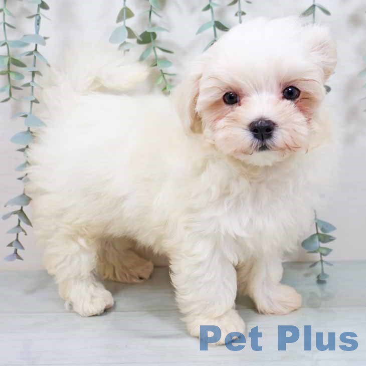 京都府のマルチーズ (ペットプラス 久御山店/2025年9月10日生まれ/女の子/ホワイト)の子犬の1枚目の画像