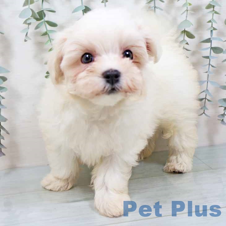 京都府のマルチーズ (ペットプラス 久御山店/2025年9月10日生まれ/女の子/ホワイト)の子犬の2枚目の画像