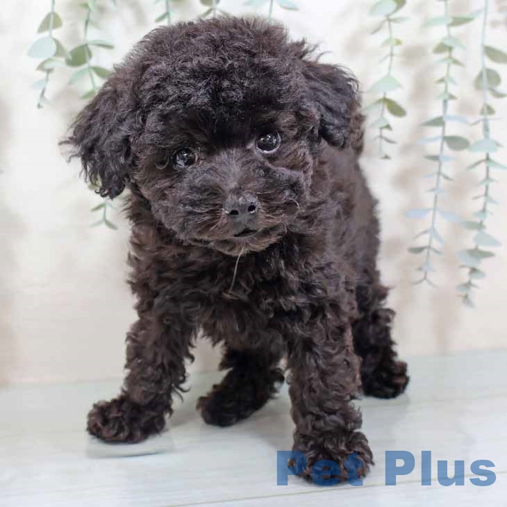 和歌山県のトイプードル(トイ) (ペットプラス 和歌山店/2025年9月3日生まれ/男の子/ブラック)の子犬の1枚目の画像