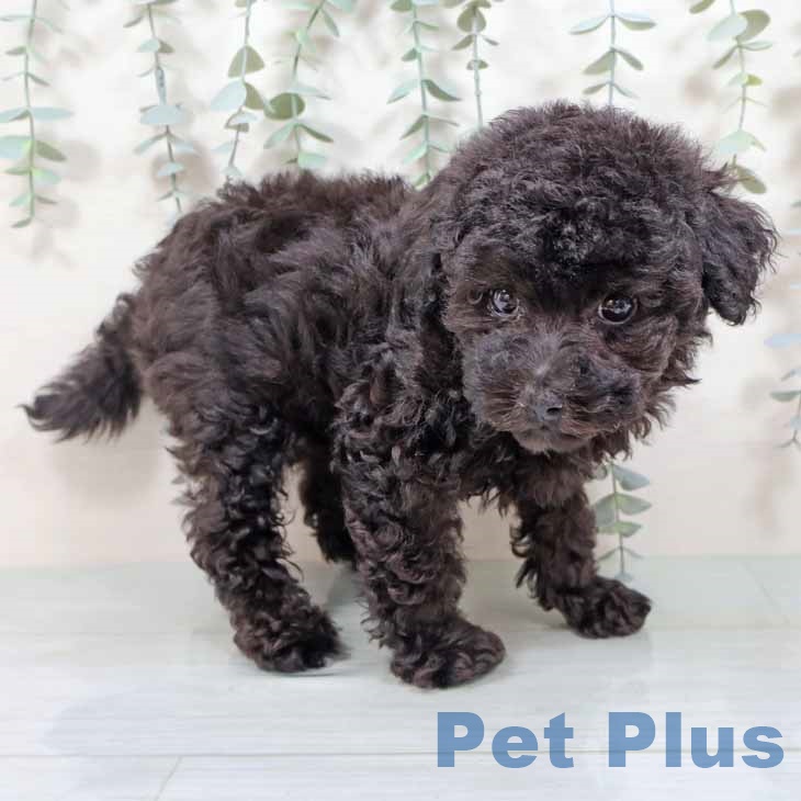 和歌山県のトイプードル(トイ) (ペットプラス 和歌山店/2025年9月3日生まれ/男の子/ブラック)の子犬の2枚目の画像