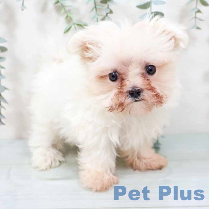 マルチーズの写真2