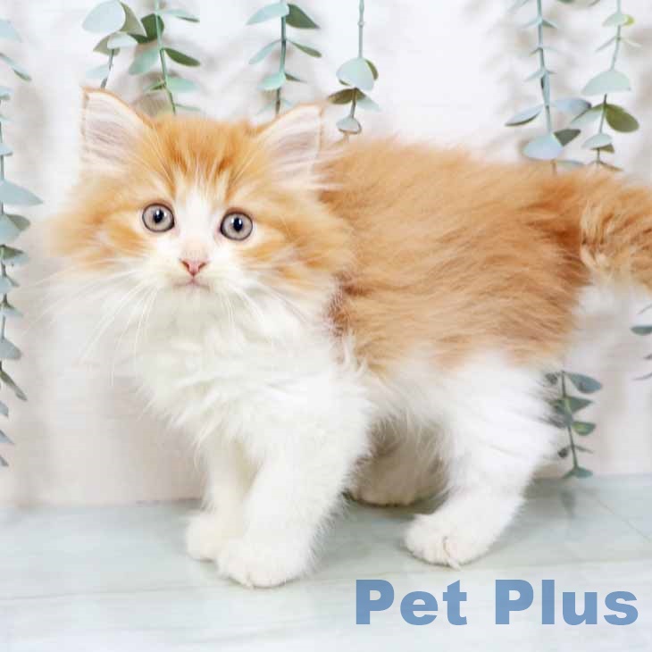 大阪府のラガマフィン (ペットプラス イオン大日店/2025年8月27日生まれ/男の子/レッドタビーホワイト)の子猫の1枚目の画像