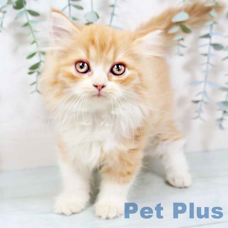 大阪府のラガマフィン (ペットプラス りんくう泉南店/2025年8月27日生まれ/女の子/レッドタビーホワイト)の子猫の1枚目の画像