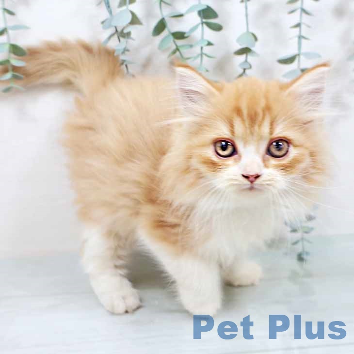 大阪府のラガマフィン (ペットプラス りんくう泉南店/2025年8月27日生まれ/女の子/レッドタビーホワイト)の子猫の2枚目の画像